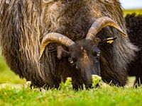 grazing adult sheep