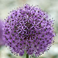 Uienbol in de vlinderidylle
