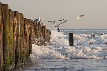 Dynamiek op het strand van Cadzand