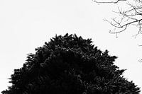 Big Tree - 2017
