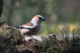Apfelfink von Merijn Loch