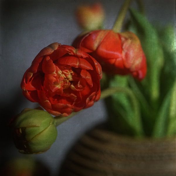 Red Tulip by Herman Peters