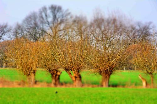 Geknotte wilgen