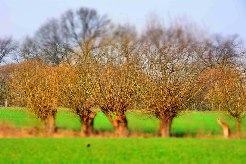 Geknotte wilgen van Edgar Schermaul