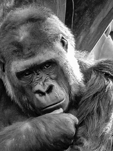 De Nadenkende Gorilla van M.Angelo