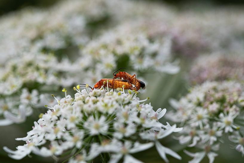 Die Welt der Insekten in Bildern von Roland de Zeeuw