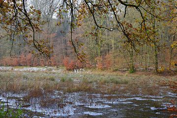 Eine überschwemmte Waldwiese mit Natureis von Gerard de Zwaan