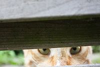 Peeping Tom - neugieriger Kater hinter dem Zaun