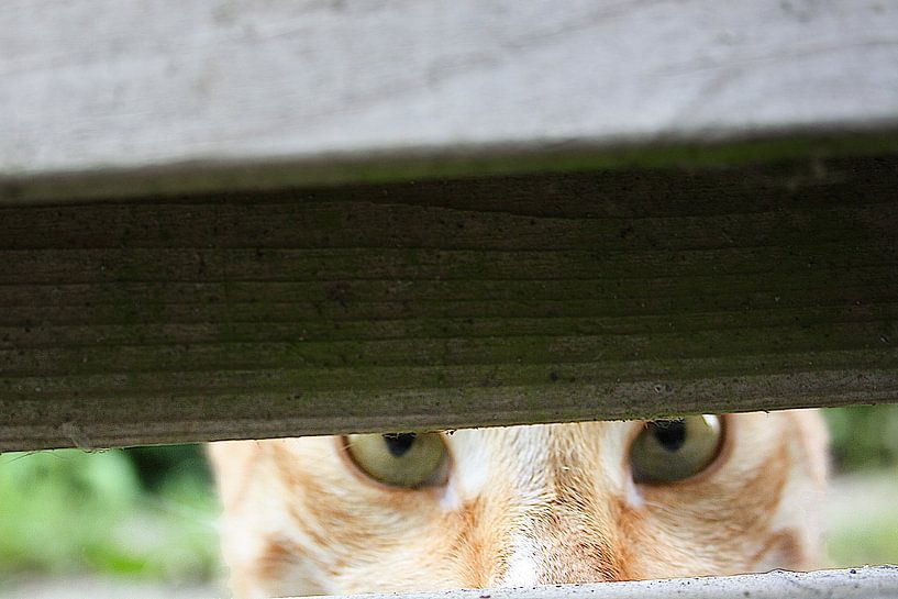 Peeping Tom - neugieriger Kater hinter dem Zaun von Masterpiece Living