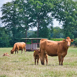 bavardages sur Miny'S