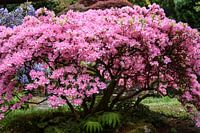 Roze boom