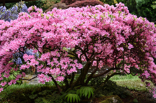 Roze boom