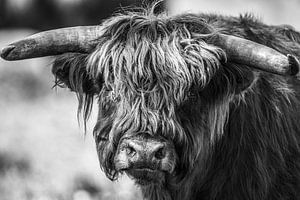 Highlander