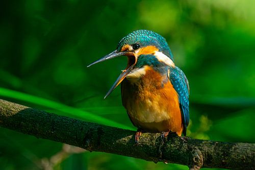 Der klaffende Eisvogel.