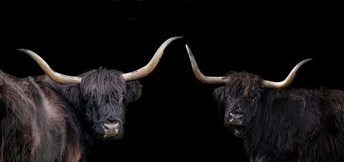 Schotse Hooglanders, compilatie van 2 in panoramabeeld