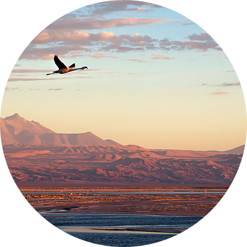 Flamingo in de Atacama woestijn