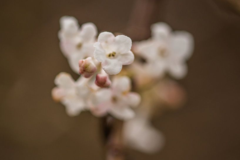 flora by Bart Liesenborgs