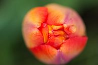 Geschlossene  Blüte van Malte Pott thumbnail