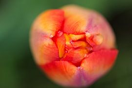 Geschlossene  Blüte von Malte Pott