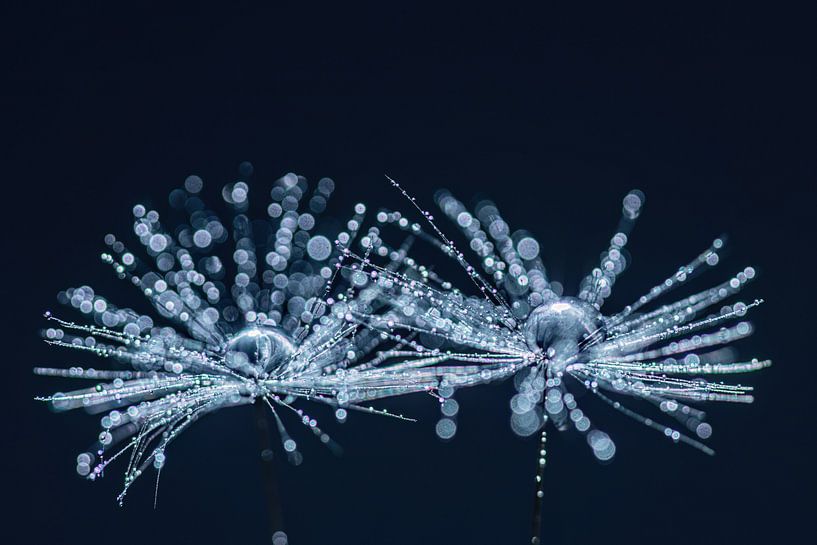 Pearls of Nature by Gerry van Roosmalen