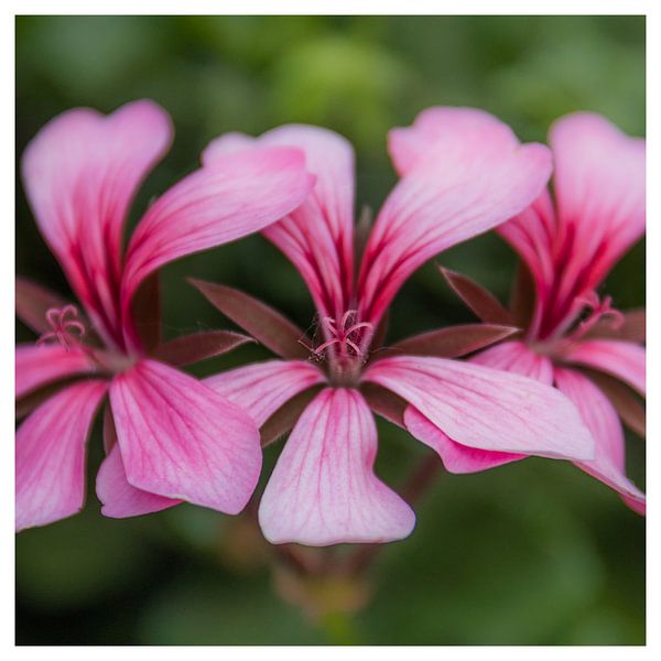 Blumen auf dem Platz von Arthur Pfaff