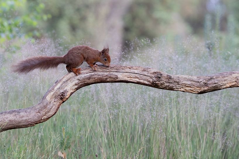 Squirrel by Karin van Rooijen Fotografie