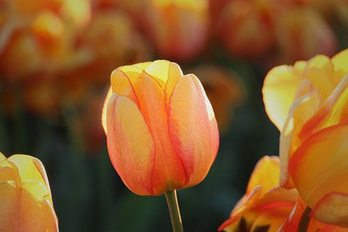 Einsame Tulpe - niederländische Schönheit