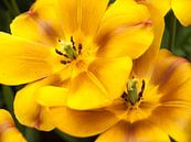 Show Tulips Yellow and Brown van David Hanlon thumbnail