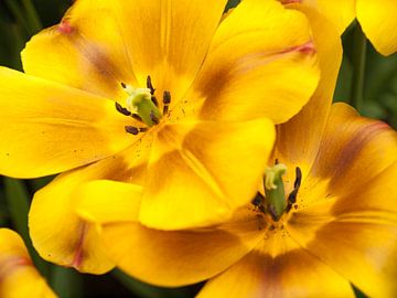 Show Tulips Yellow and Brown van David Hanlon
