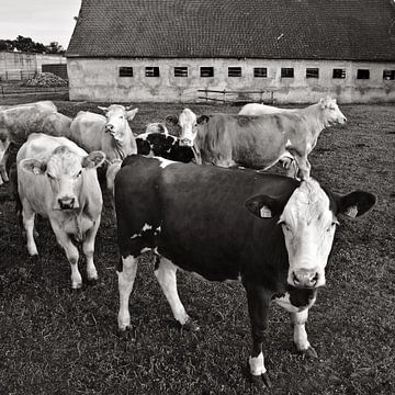 Nieuwsgierige kudde koeien in Rieplos in het district Oder-Spree