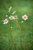 Marguerites dans l'herbe
