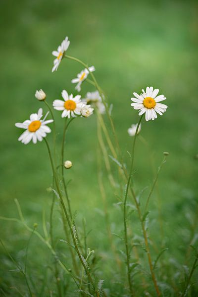 Daisies in the grass by Enfocado Fotografia