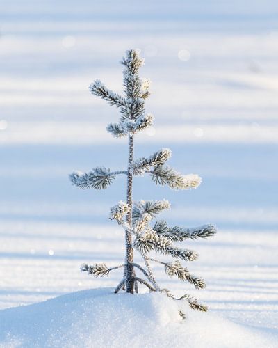 Ieniemienie arbre !