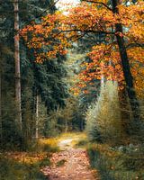 autumn path