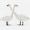 Wilde Zwaan in love van Smit in Beeld