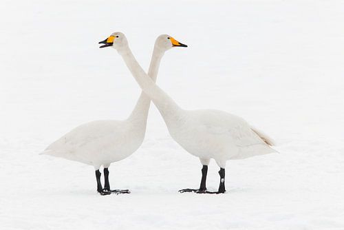 Wild Swan in Love