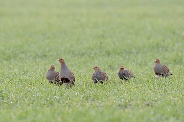 Grey Partridges ( Perdix perdix ), flock, shy little group walking over a green field of winter whea