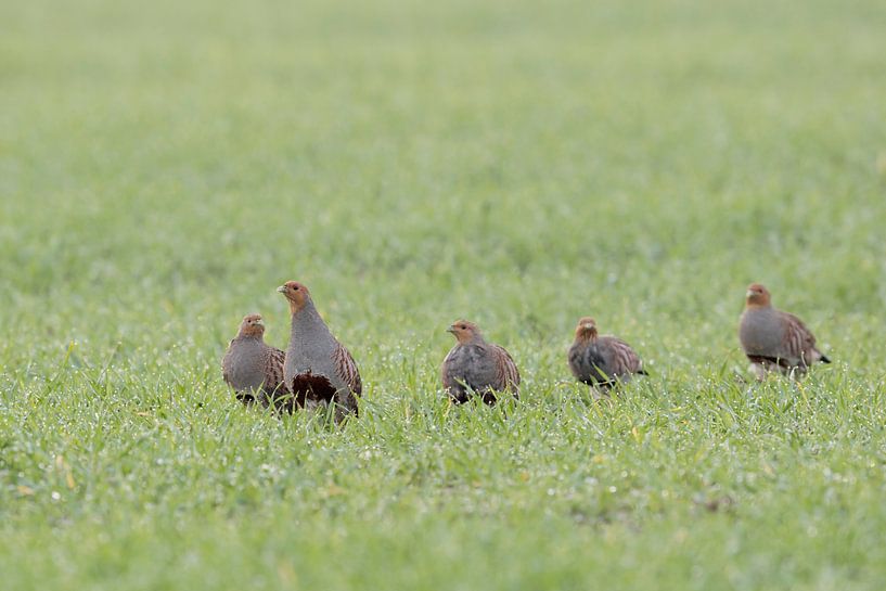 Rebhuehner ( Perdix perdix ), Kette, Rebhuhnkette auf einem Feld, läuft über einen Acker van wunderbare Erde