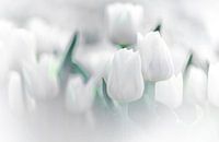 White Tulip