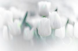 White Tulip by Sebastiaan van Stam Fotografie