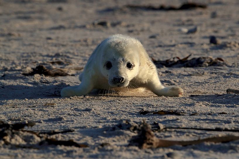 Gray Seal (Halichoerus grypus) Pup Helgoland Germany by Frank Fichtmüller