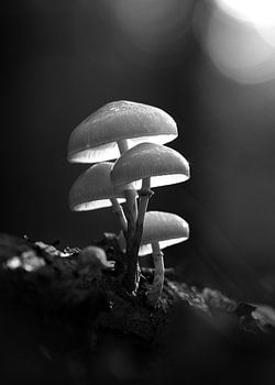 Sonnenuntergang im Wald