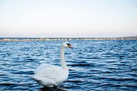 Swan in the water