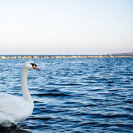 Cygne dans l'eau sur Deborah Zannini