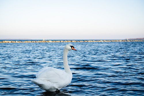 Cygne dans l'eau