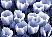 Tulpen in Blau und Weiß von Ina Hölzel Miniaturansicht