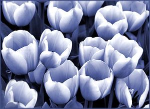 Tulpen in Blau und Weiß