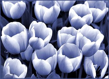 Tulpen in blauw-wit