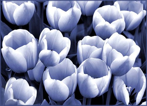 Tulpen in blauw-wit