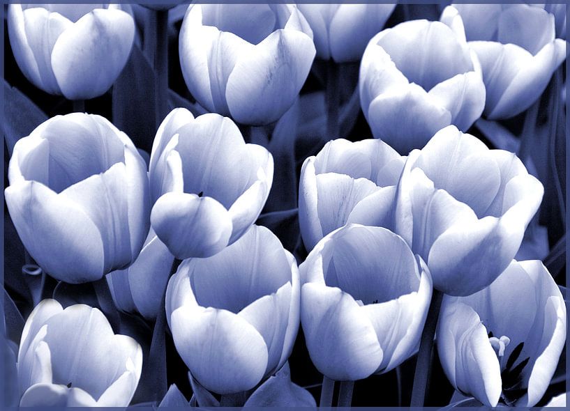 Tulpen in Blau und Weiß von Ina Hölzel